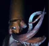 ���E���B�e�u�_�C�I�E�C�J�v���f�扻 8�E17���J 