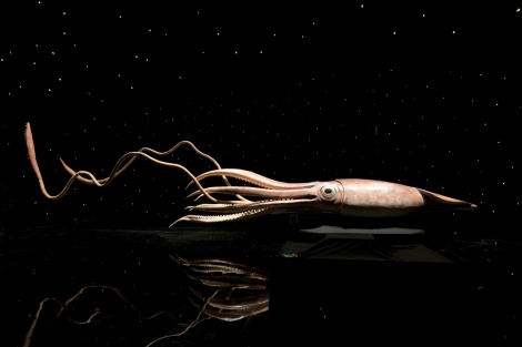 画像 写真 ダイオウイカ研究の決定版 Nスペ 2夜連続で謎の巨大生物を追う 3枚目 Oricon News