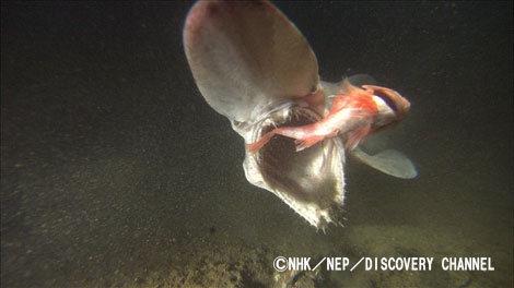 画像 写真 ダイオウイカ研究の決定版 Nスペ 2夜連続で謎の巨大生物を追う 5枚目 Oricon News