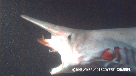 画像 写真 ダイオウイカ研究の決定版 Nスペ 2夜連続で謎の巨大生物を追う 7枚目 Oricon News