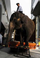 �ԍ�Ƀ]�E�������]�[! TBS�I�[���X�^�[���Ӎ� 