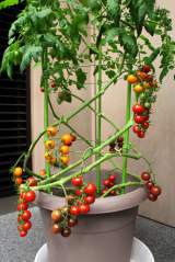 ベランダで育成 実ったら即食卓へ カゴメのトマト の家庭菜園キット Oricon News