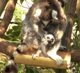 �y����z��쓮�����ɐV���ȐԂ���񂪒��ԓ��� 