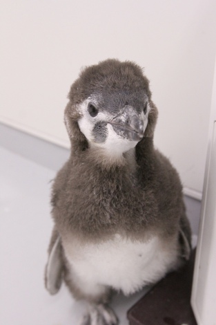 画像 写真 動画 マゼランペンギンの赤ちゃん はっぴ と命名 東京 すみだ水族館 2枚目 Oricon News