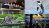 動物園の“ナイトイベント”が、今年も各地で開催（8月9日＝東京・恩賜上野動物園） 