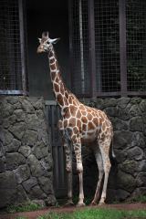 ��쓮�����̃L�����u�R�n���v�����S 17��6���� 