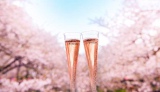 今年も3月初旬より開催！　桜の名所でオーストラリアのプレミアム スパークリングワイン『シャンドン ロゼ』を楽しめる「お花見CHANDON」イメージ 