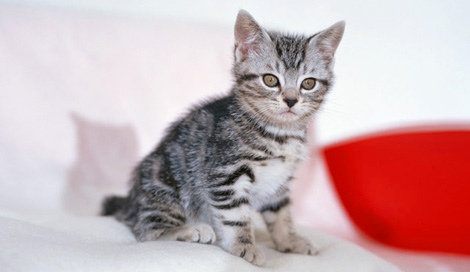 サムネイル 2月22日は“猫の日”♪　恒例の「猫の名前ランキング」が発表 