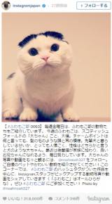 日本で人気のハッシュタグ1位は猫(ねこ) 