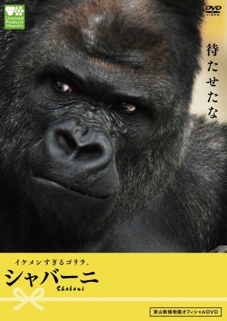 画像 写真 イケメンすぎる と話題のゴリラ ジャバーニのdvdが本気すぎる 17枚目 Oricon News