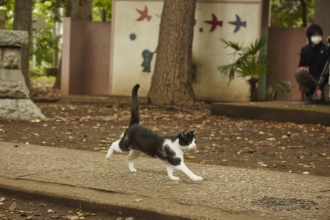 現在上映中の『猫なんかよんでもこない。』に出演しているりんご　(C)2015杉作・実業之日本社／「猫なんかよんでもこない。」製作委員会 