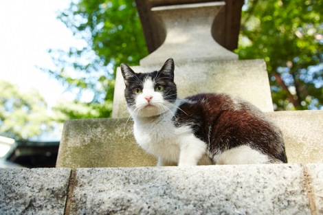 現在上映中の『猫なんかよんでもこない。』に出演しているのりこ　(C)2015杉作・実業之日本社／「猫なんかよんでもこない。」製作委員会 