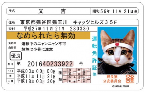 パステルオリーブ レア なめ猫 免許証 なめんなよゴールド免許証