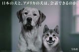 宝島社の企業広告「日本の犬と、アメリカの犬は、会話できるのか。」2010年9月 