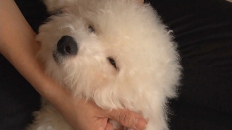 画像 写真 生後5ヶ月 子犬の初めてのお留守番に密着 どうぶつピース 6枚目 Oricon News