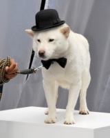 �w�X�}�X�}�x�\�t�g�o���N�g�V��hCM�Ɋ����̐����X�u�ǂ񂾂�SMAP������Ă�́c�v 