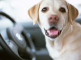 ペットと一緒に“安全で快適なドライブ”を楽しむためにはどうしたら良い？ 