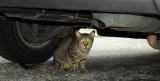警戒して車体に入り込んでしまう猫もいるので注意（写真はイメージ） 