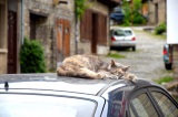 自動車の上で日向ぼっこをする猫　見えない位置に入り込むことも（写真はイメージ） 