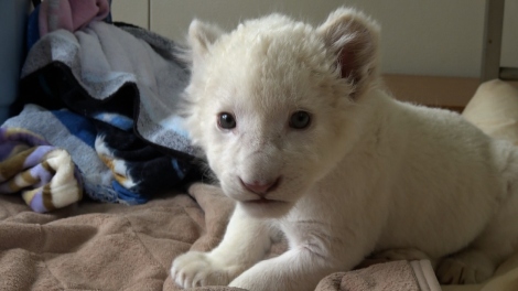 イタリアの猫カフェに潜入 ホワイトライオンの赤ちゃん大移動にも密着 Oricon News