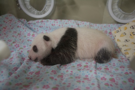 上野動物園の赤ちゃんパンダ 生後1ヶ月で体重8倍に成長 Oricon News