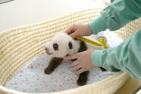 画像 写真 パンダの赤ちゃん 両目ぱっちり 寝返りも 2枚目 Oricon News