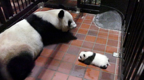 画像 写真 パンダの赤ちゃん 両目ぱっちり 寝返りも 3枚目 Oricon News