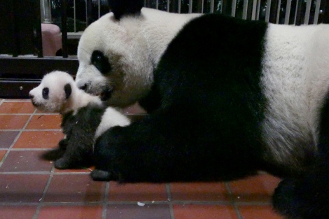 画像 写真 上野動物園の赤ちゃんパンダ 四肢で立ち上がるまであと少し 1枚目 Oricon News