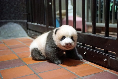 画像 写真 上野動物園の赤ちゃんパンダ 足ふんばり前進も 1枚目 Oricon News