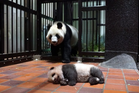 画像 写真 上野動物園の赤ちゃんパンダ 体重4 5キロに 2枚目 Oricon News