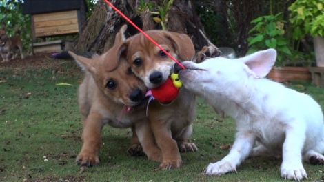 画像 写真 トラ 犬が仲良し 貴重 激かわ映像満載 どうぶつピース 6枚目 Oricon News