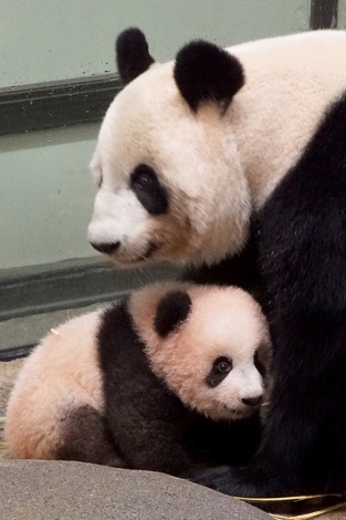 上野動物園で母親のシンシンに寄り添うシャンシャン(公財)東京動物園協会 