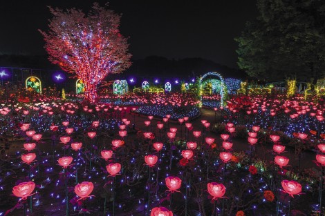 あしかがフラワーパーク「光の花の庭」／栃木県足利市 