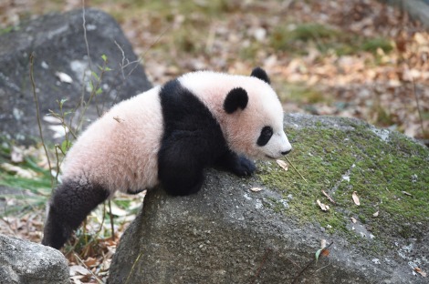 上野動物園でパンダ シャンシャンが公開 Oricon News