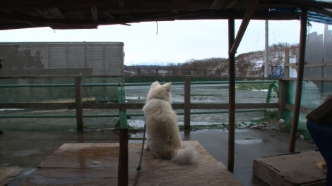 画像 写真 ぶさかわ犬 わさお 志村どうぶつ園 で最愛の飼い主の最後のメッセージ公開 3枚目 Oricon News