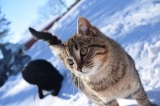 冬にかかりやすい猫の病気について紹介（写真はイメージ） 