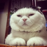 2�E22�uBS�j���p���v �w�|�`���܁x���Ԃ��L���炯  