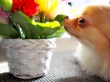 犬や猫が花粉症になった場合、ペット保険の補償対象になるのか解説する（画像はイメージ） 