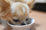 犬や猫が食べてはいけないもの、誤飲を防止する方法について紹介（画像はイメージ） 
