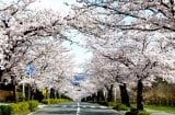 桜並木のトンネルを愛車で駆ける「桜ドライブ」にぴったりの名所を紹介する（写真は埼玉県秩父郡長瀞町「北桜通り」） 