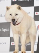 �\�t�g�o���NCM�̏��エ������E�J�C����A�V���� 