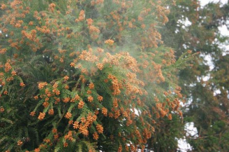 今春の花粉飛散量は東北から近畿でやや多く、中国地方は多いという予想。 
