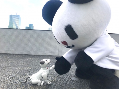 テレ朝のゴーちゃん Aiboを飼う コラボグッズも制作決定 Oricon News