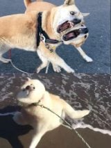 �h�ߏ肶��ꂠ���h�Ɂh�C�E���̌��h�ASNS�Ńo�Y�錢�Ǝ�����̊֌W�� 