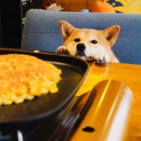 飼い主さんが調理する様子をじっと見つめる、ぷんちゃん 