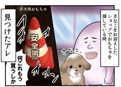 画像 写真 三角コーン が好きすぎるトイプードル きなことsnsフォロワーのおかしな関係性 3枚目 Oricon News