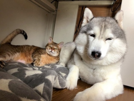 仲良しくくつろぐ、シベリアンハスキーシルビアちゃんと猫（画像提供：ハマジさん） 