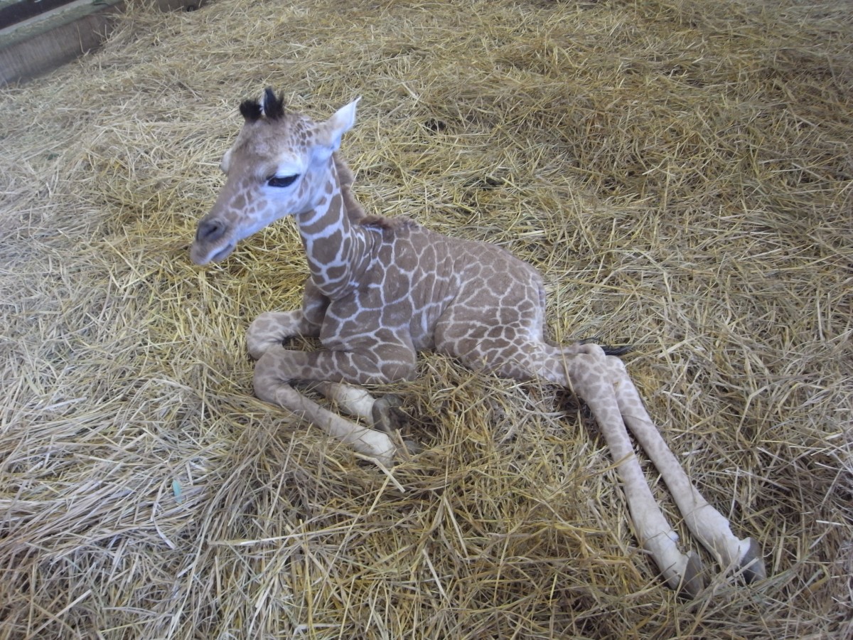 上野動物園、37年ぶりにキリンの赤ちゃん誕生 | ORICON NEWS
