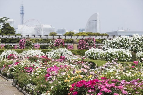 見頃のバラがあふれる横浜を動画で体感 Oricon News