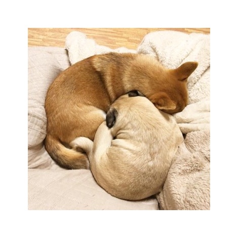 息できてる？斬新な眠り方をする犬2匹（画像提供：@ral_aki） 